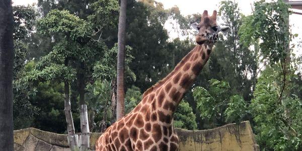 zoo event giraffe