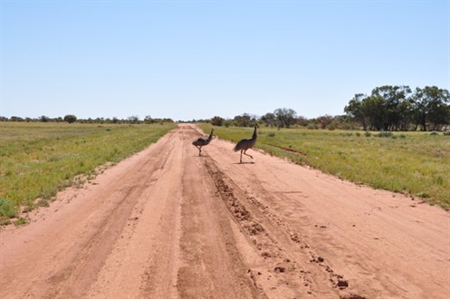 Craddock Back Of Bourke