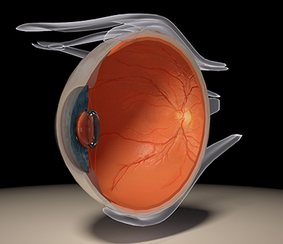 Eye sagittal section - Medis Media - online