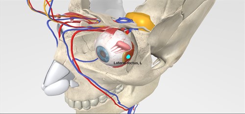 Lateral rectus - Medis Media - online