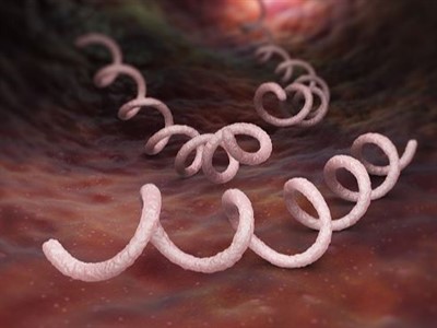 pink syphilis-stock-image